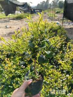 高度25厘米金森女贞