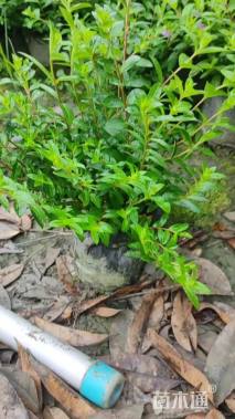 高度20厘米满天星