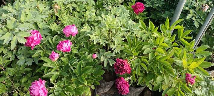 高度40厘米芍药