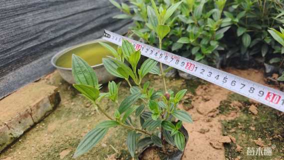 高度20厘米巴西野牡丹