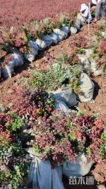 高度40厘米紫叶小檗