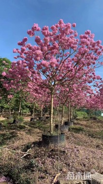 10公分紫花风铃木