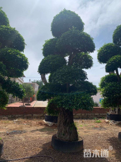 55公分造型小叶榕