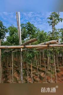 15公分金丝楠木