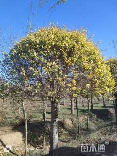 冠幅200厘米金叶榆球