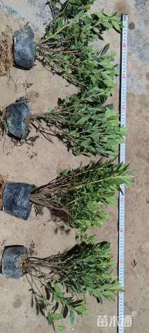 高度30厘米毛鹃小苗