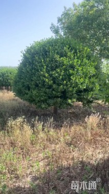 高度350厘米卫矛