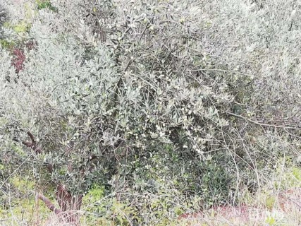 22公分油橄榄
