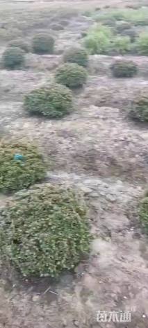 高度50厘米矮婆鹃