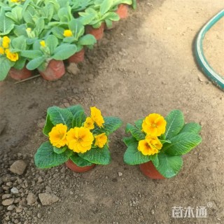 高度30厘米报春花