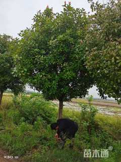 10公分红叶石楠