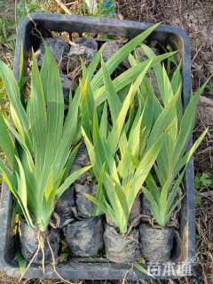 高度30厘米德国鸢尾