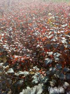 高度50厘米紫叶风箱果