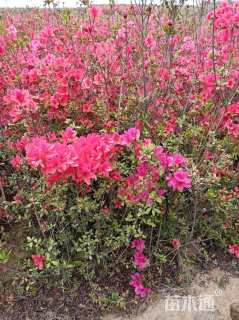 高度50厘米杜鹃