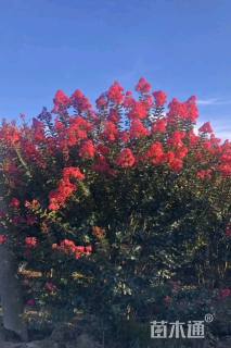 高度150厘米天鹅绒紫薇