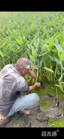 高度15厘米再力花