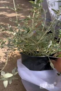 高度30厘米灌从石蚕