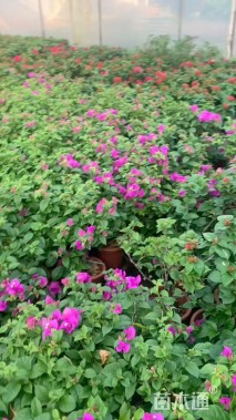 高度35厘米三角梅