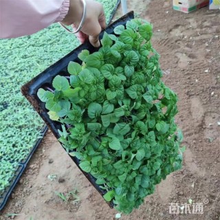 高度7厘米炮仗红