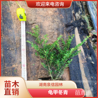 高度30厘米龟甲冬青