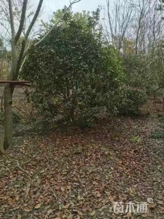 高度300厘米丛生桂花