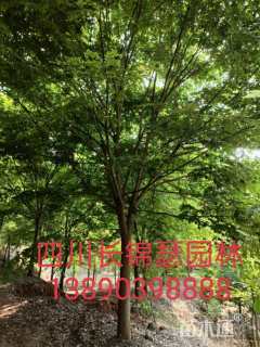 9公分榉树