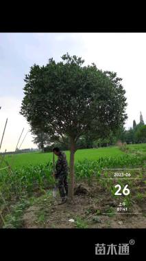 15公分桂花