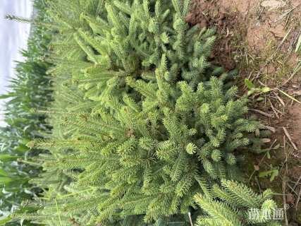 高度80厘米青海云杉