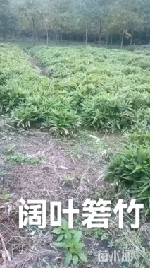 地栽苗箬竹