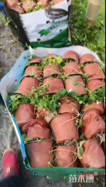 高度10厘米肾叶堇