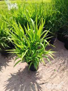 高度20厘米小盼草