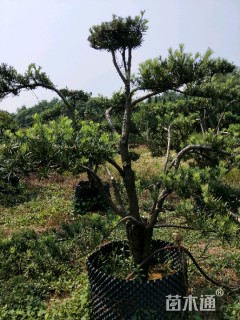 造型罗汉松