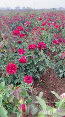 0.8厘米藤本月季