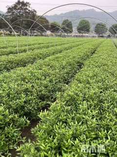 高度50厘米小叶栀子