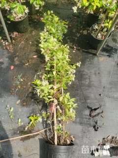 100厘米风车茉莉