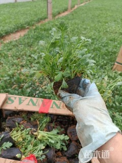 高度15厘米冰岛虞美人