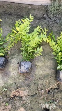 高度40厘米金冠女贞