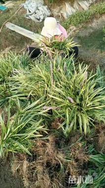 高度35厘米金边麦冬