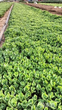 高度10厘米八宝景天