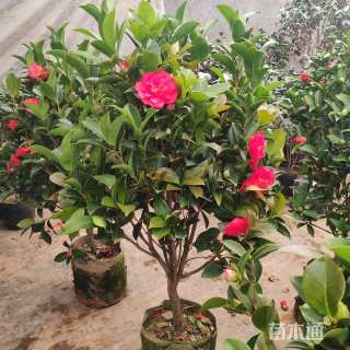 高度120厘米四季茶花