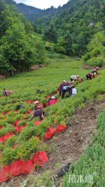 0.8公分川西云杉