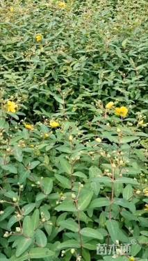 高度35厘米金丝桃