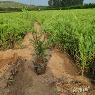 高度150厘米沙地柏