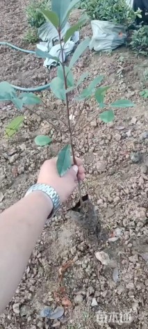 0.1公分红叶石楠