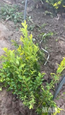 高度30厘米金叶女贞