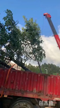 高度480厘米富贵榕