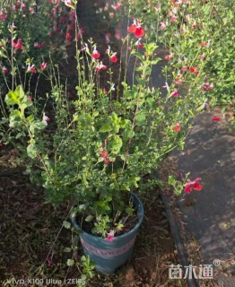 大杯苗樱桃鼠尾草