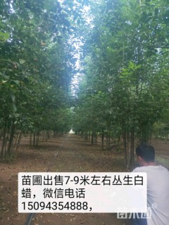 15公分白蜡