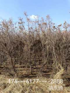高度450厘米柽柳