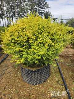 冠幅100厘米千层金球